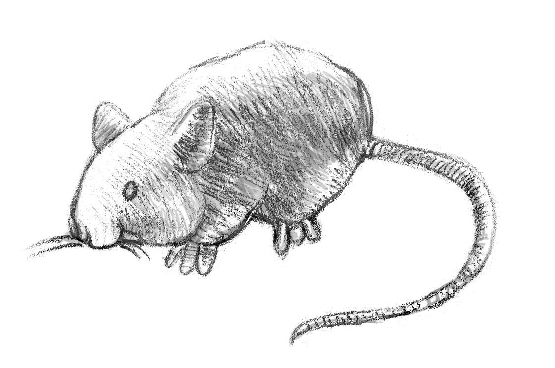 1116x739 How To Draw A Mouse - Mice Sketch