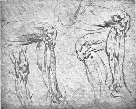 475x381 Michelangelo Drawings - Michelangelo Sketch Book