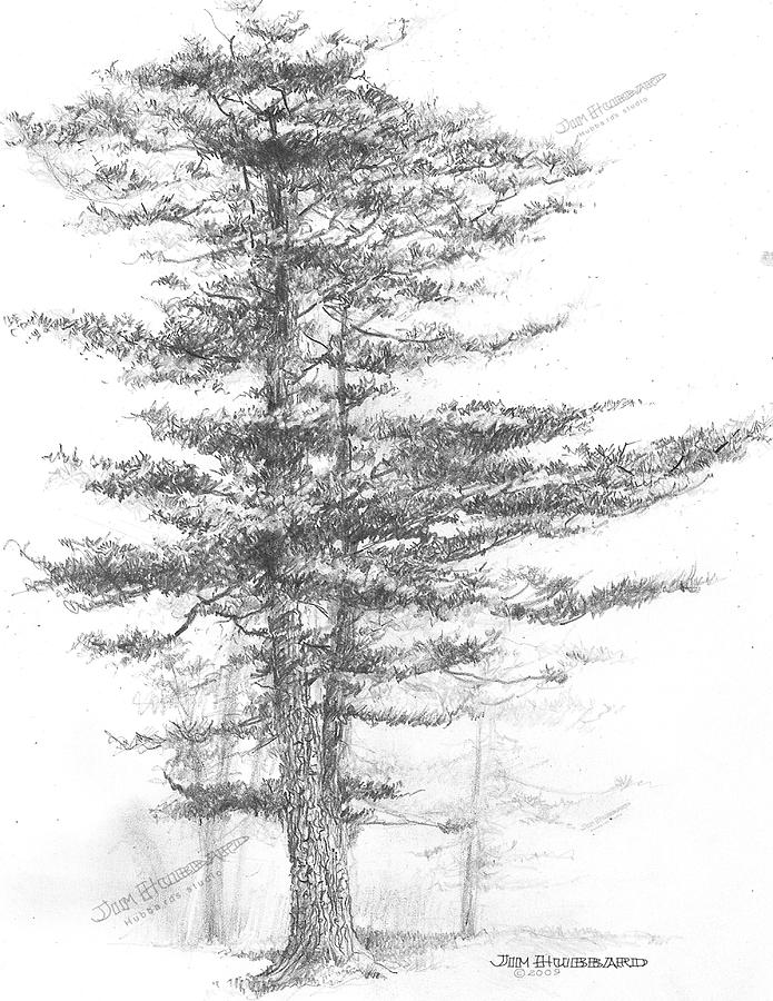 695x900 Michigan Eastern White Pine Drawing By Jim Hubbard - Michigan Sketch