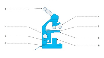 360x200 Microscope Parts Science Learning Hub - Microscope Parts Sketch