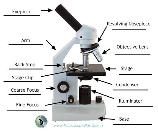 536x450 Pin By Microscope World On Science Activities With Microscopes - Microscope Parts Sketch