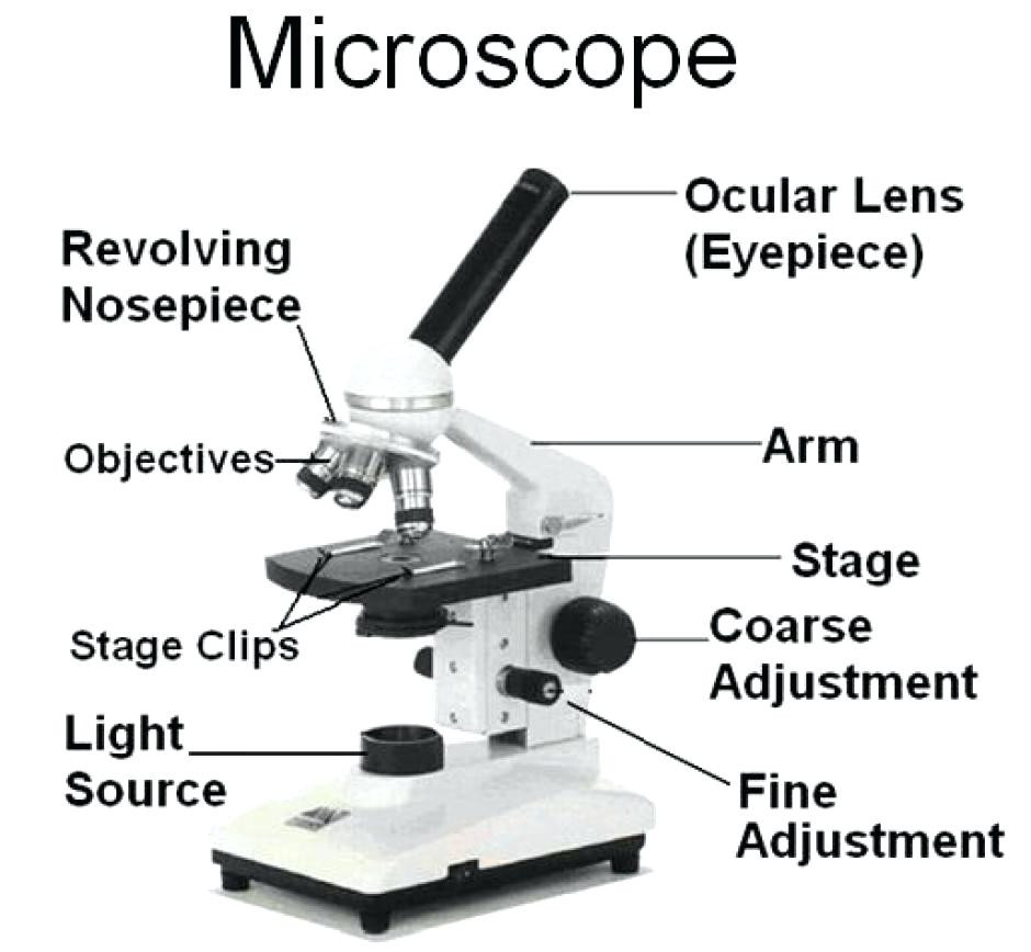 the-compound-microscope-diagram-microscopic-diagram-microscope-parts