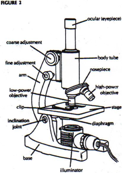 Microscope Parts Sketch at PaintingValley.com | Explore collection of ...