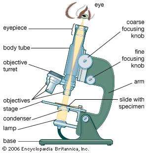 300x310 Microscope Types, Parts, History, Diagram, Amp Facts - Microscope Parts Sketch