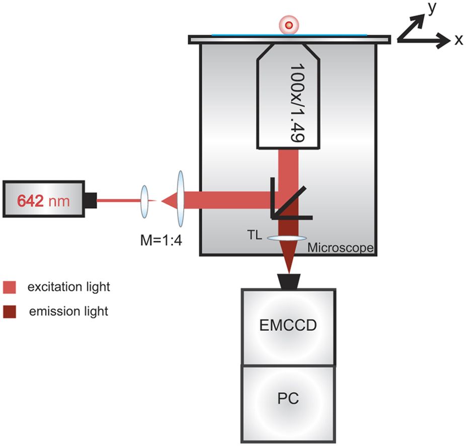 926x886 Figure 5 Sketch Of The Fluorescence Microscope Used For Analysis - Microscope Sketch