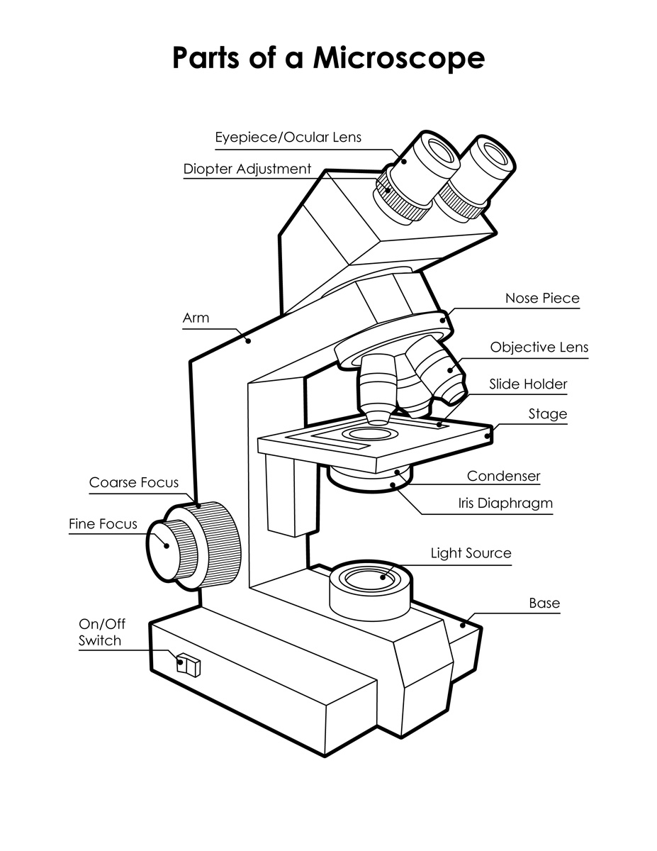 927x1200 Sketch Diagram Of Microscope - Microscope Sketch