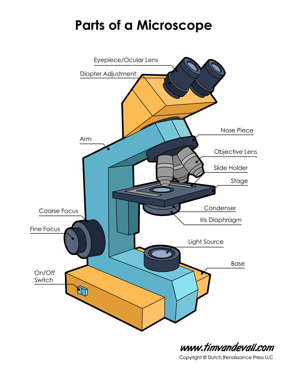 927x1200 Microscope Diagram Labeled, Unlabeled And Blank Parts Of A - Microscope Sketch Template