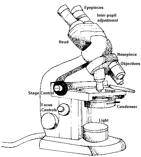 475x529 Microscope Diagram - Microscope Sketch Template