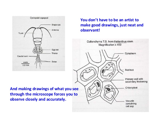 638x479 Bio Drawings - Microscope Sketch Template