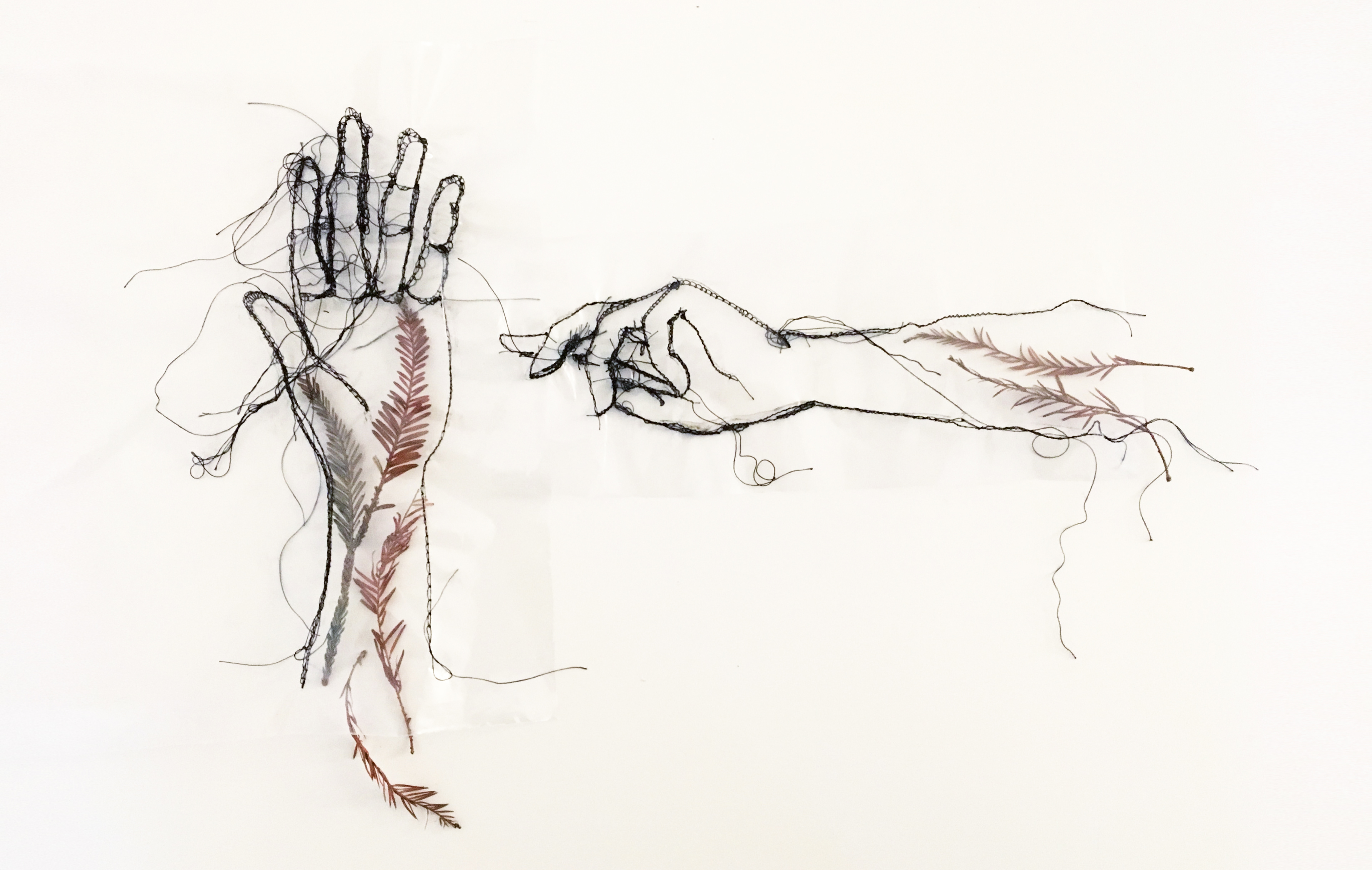 3840x2434 Federica Iaccio - Mimosa Sketch