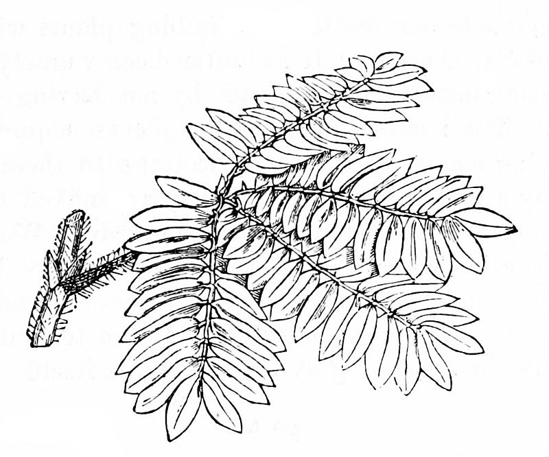 800x666 Lead The Way, Mimosa (Unless You End Up As Rorshach Bats - Mimosa Sketch