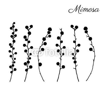 400x400 Mimosa Flower Hand Drawn Vector Illustration Isolated On White - Mimosa Sketch