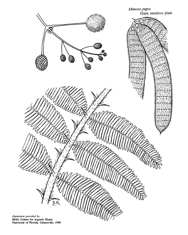 600x752 Mimosa Pigra Ufifas Center For Aquatic And Invasive Plants - Mimosa Sketch