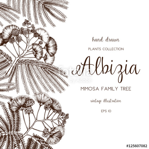 500x500 Search Photos Silktree - Mimosa Sketch