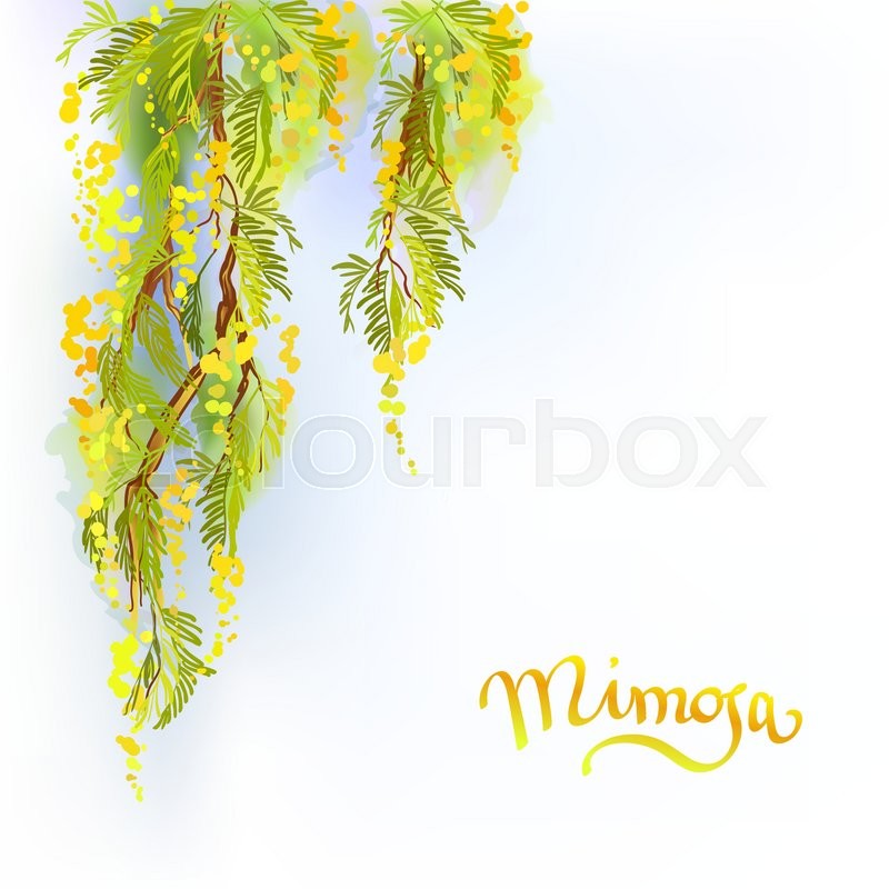 800x800 Yellow Mimosa Or Acacia Spring Flowers Verical Garland On White - Mimosa Sketch