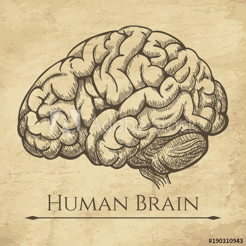 500x500 Brain Retro Anatomic Etching. Anatomical Brains Old Drawing Sketch - Mind Sketch