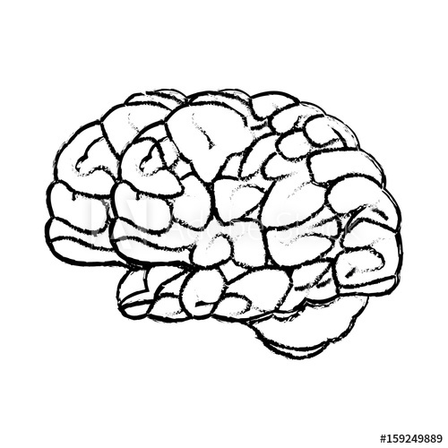 500x500 Sketch Brain Human Organ Mind Icon Vector Illustration - Mind Sketch