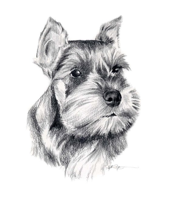 Miniature Schnauzer Sketch at PaintingValley.com | Explore collection ...