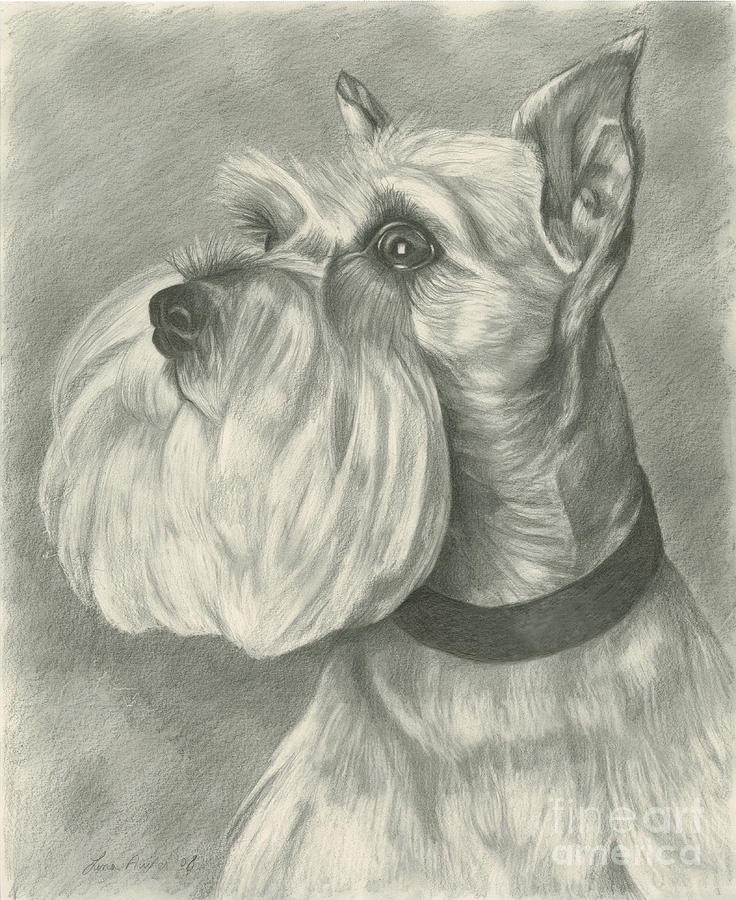 736x900 Miniature Schnauzer Drawing By Lena Auxier - Miniature Schnauzer Sketch
