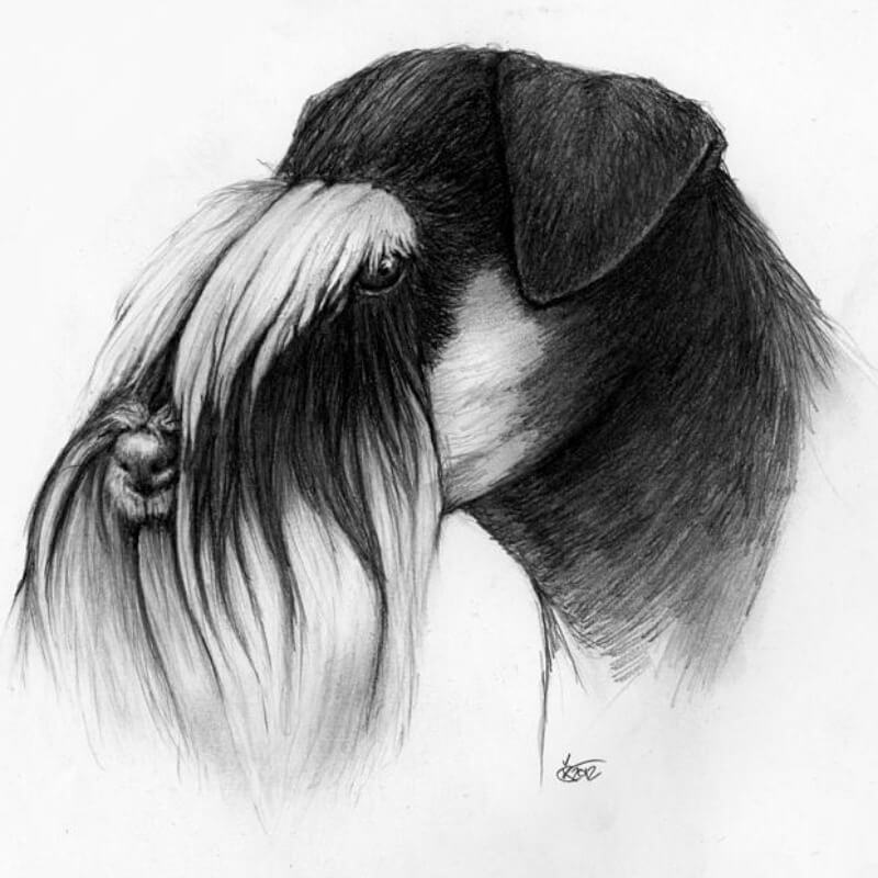 800x800 Miniature Schnauzer Ears - Miniature Schnauzer Sketch