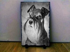 300x225 Miniature Schnauzer Sketch Art Portrait From Photo On Slate Custom - Miniature Schnauzer Sketch