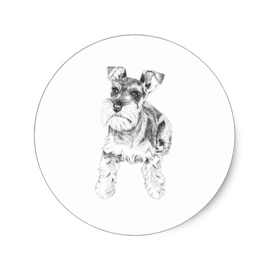 540x540 Miniature Schnauzer Sticker - Miniature Schnauzer Sketch