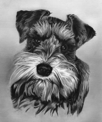 336x400 Miniature Schnauzer Sketch - Miniature Schnauzer Sketch