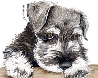 340x270 Schnauzer Art Print, Set Of 3 Prints, Watercolor Schnauzer - Miniature Schnauzer Sketch