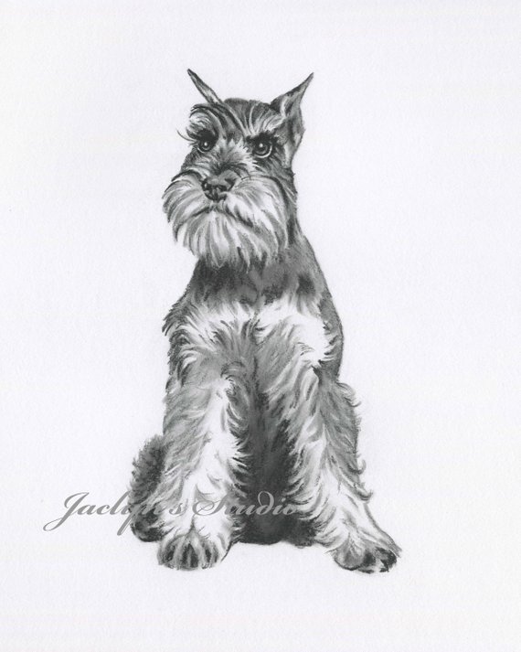 Miniature Schnauzer Sketch at PaintingValley.com | Explore collection ...