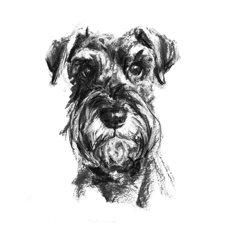 907x907 Schnauzer Sketch Print By Dog Artist Justine Osborne - Miniature Schnauzer Sketch