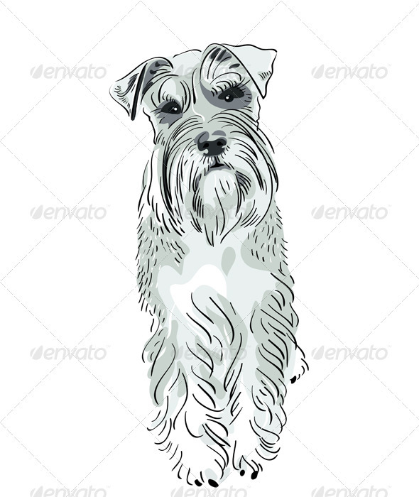 590x700 Vector Miniature Schnauzer Dog Serious Salt And Pe By Kavalenkava - Miniature Schnauzer Sketch
