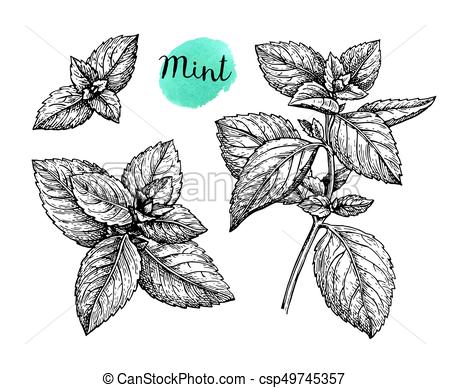 450x388 Ink Sketch Of Mint. Mint Set. Isolated On White Background. Hand - Mint Sketch