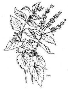 236x309 Mint Clipart Sketch 12 - Mint Sketch