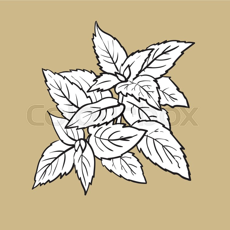 800x800 Mint Herbs Ingredients, Black And White Outline Sketch Style - Mint Sketch