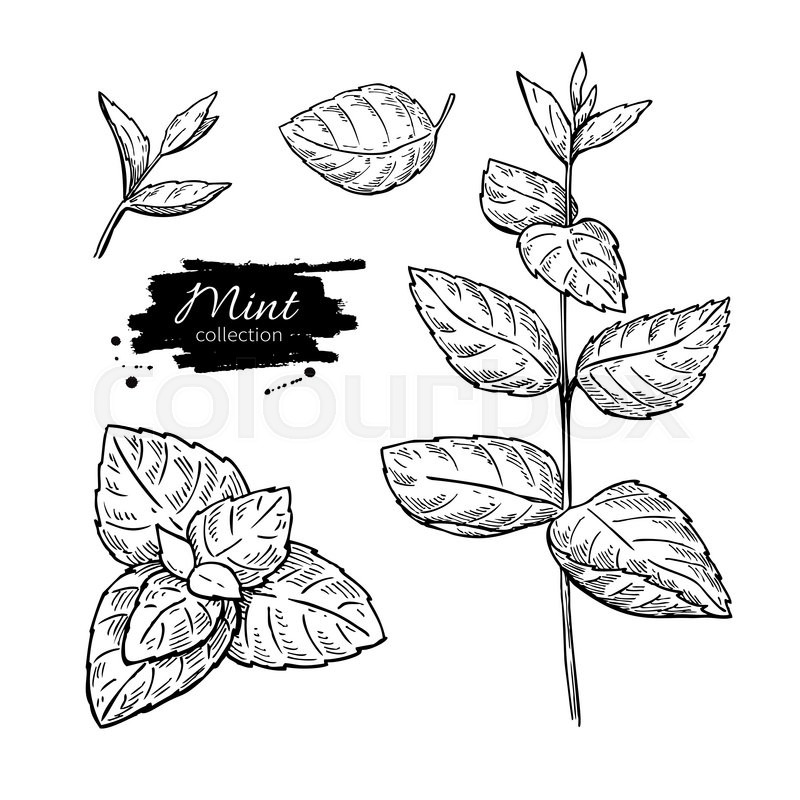 800x800 Mint Vector Drawing Set. Isolated Mint Plant And Leaves. Herbal - Mint Sketch