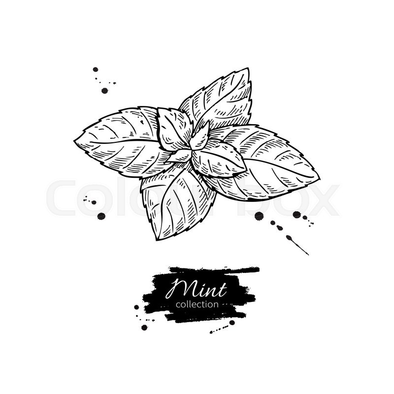 800x800 Mint Vector Drawing. Isolated Mint Plant And Leaves. Herbal - Mint Sketch