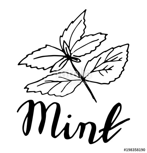 481x500 Sketch Mint Leaves Stock Image And Royalty Free Vector Files On - Mint Sketch