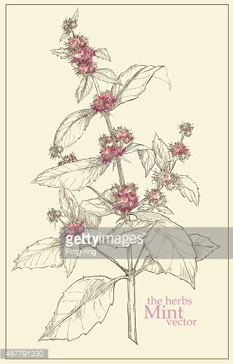 333x520 Sketch Of Vector Premium Clipart - Mint Sketch