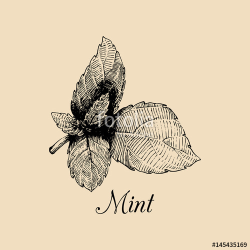 500x500 Vector Mint Illustration. Hand Drawn Aromatic Plant Sketch - Mint Sketch