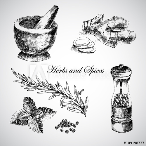 500x500 Vector Hand Drawn Herbs And Spices - Mint Sketch