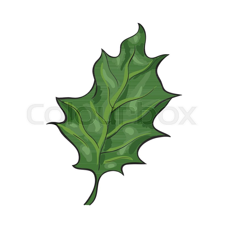 800x800 Hand Drawn Green Mistletoe Leaf, Christmas Decoration Element - Mistletoe Sketch