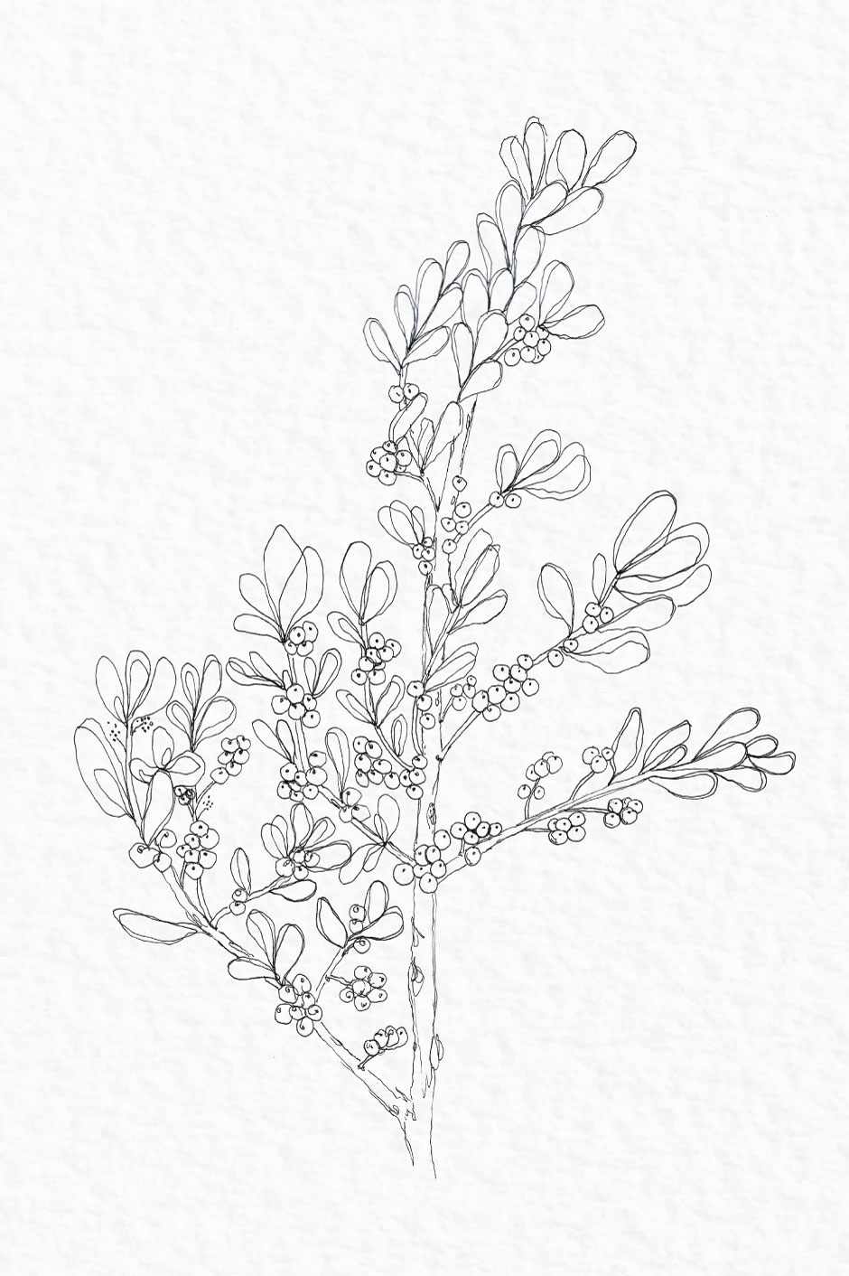 940x1412 Mistletoe - Mistletoe Sketch