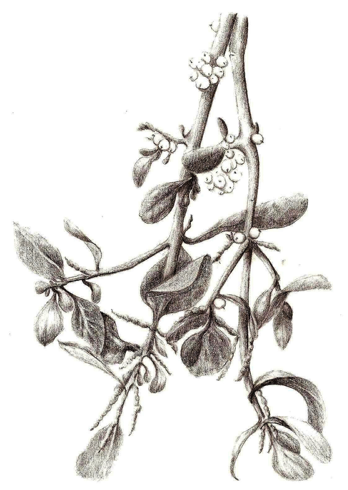 1181x1664 Mistletoe Christmas Julie Meese Arbsa Fine Art Graphite - Mistletoe Sketch