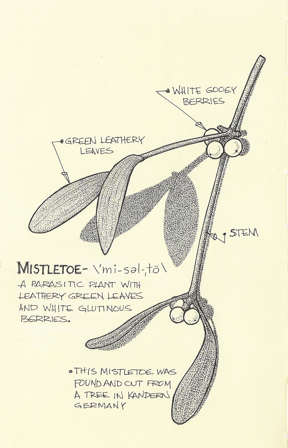 968x1508 Mistletoe Makeup Unstringing The Bow - Mistletoe Sketch