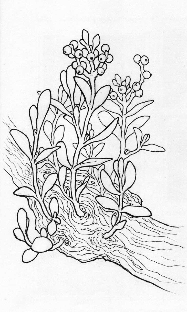 730x1220 Sb Project Sketch 08 Paper Nautilus - Mistletoe Sketch