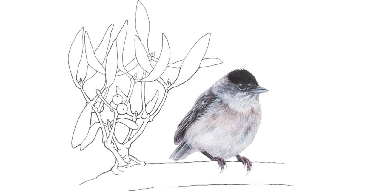 1280x640 Bbc - Mistletoe Sketch