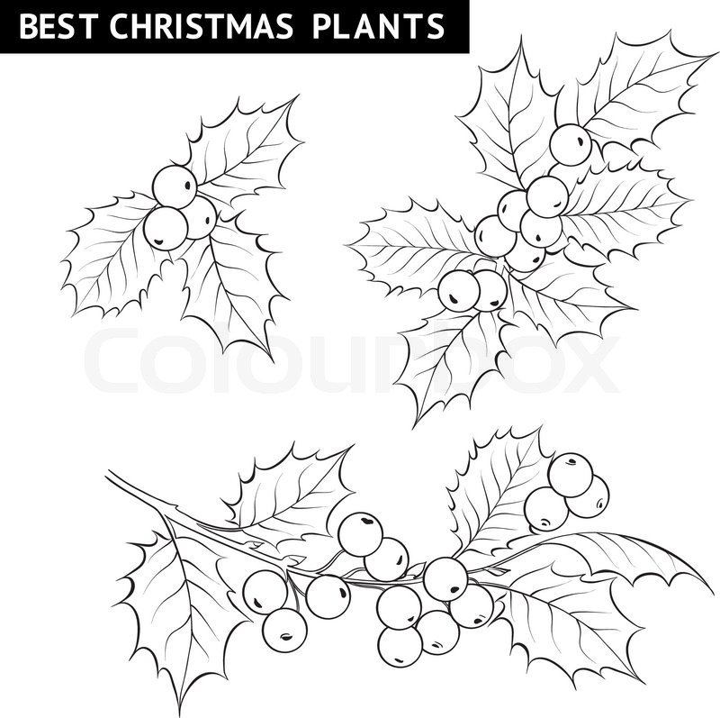 800x797 Christmas Mistletoe Branch Pencil Drawing. Vector Illustration - Mistletoe Sketch