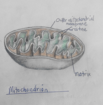 Mitochondria Sketch at PaintingValley.com | Explore collection of ...