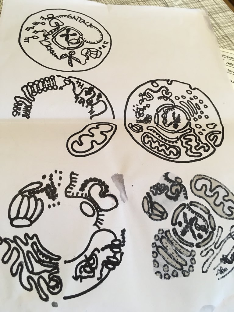 768x1024 Mathis O Riehle On Twitter Templates For @playdoh Stamps To Make - Mitochondria Sketch