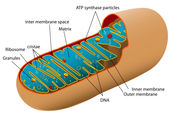 582x399 Mitochondria - Mitochondria Sketch